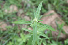 Borreria pusilla